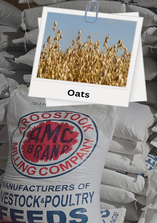Sack of AMC Brand milling company with oats image on top