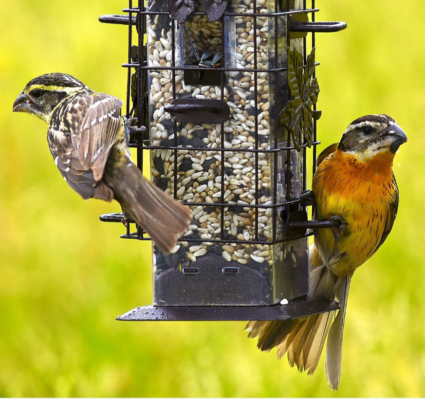 Two birds perched on a bird feeder with a blurred green background