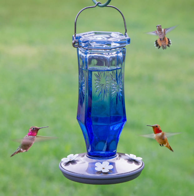 Blue hummingbird feeder with three hummingbirds around it on a green background