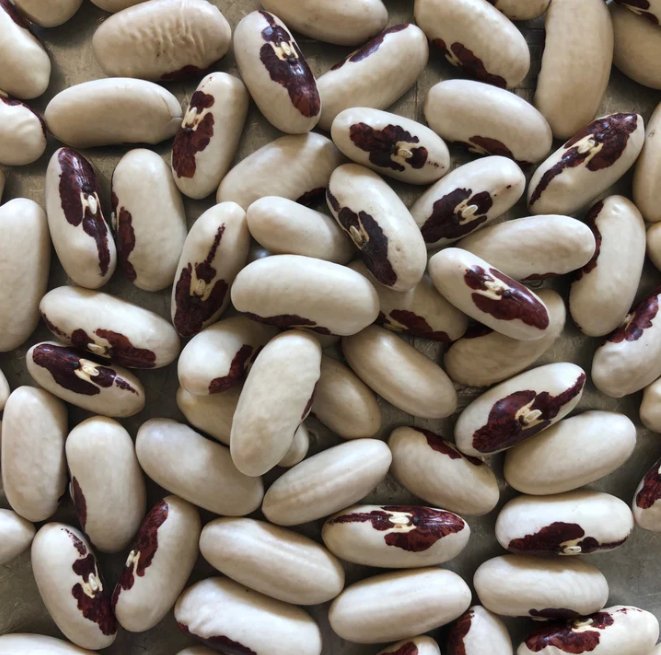 Close-up of white beans with brown spots on a textured surface