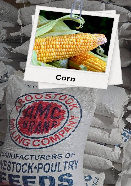 Corn on a AMC Brand bag with a close-up of corn in the corner