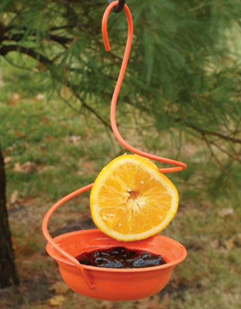 Orange bird feeder with half an orange and jelly, hanging from a tree branch.