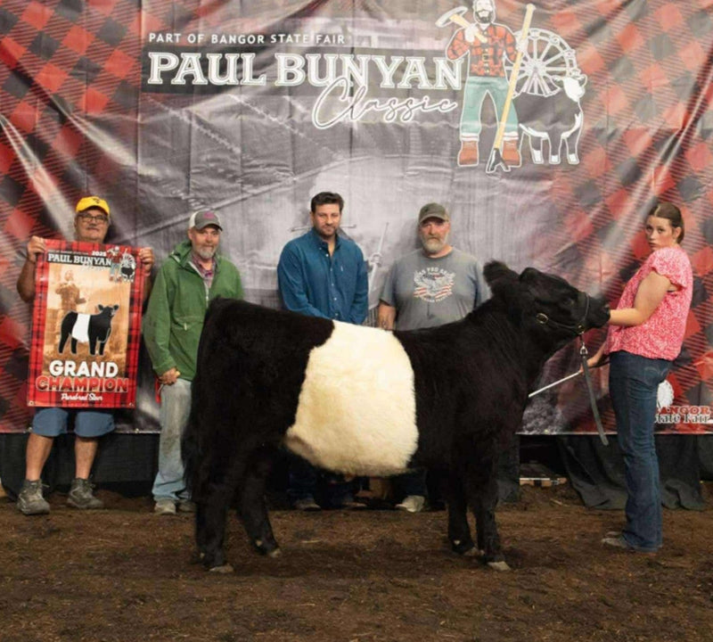 Black and white cow at a livestock show with people around, featuring a 'Paul Bunyan Classic' banner.