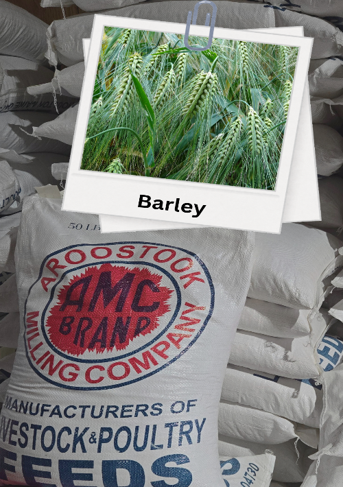 Sack of AMC Brand livestock and poultry feeds with a photo of barley on top