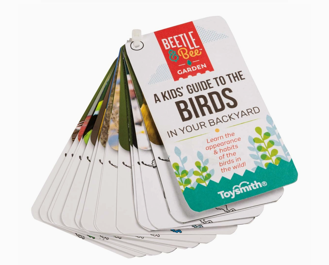 Set of A Kids' Guide to the Birds in Your Backyard' cards by ToySmith on a white background