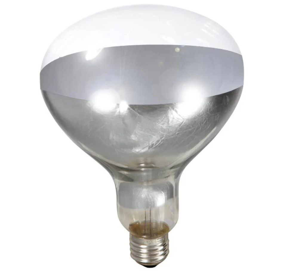Little Giant clear brooder lamp bulb on a white background.