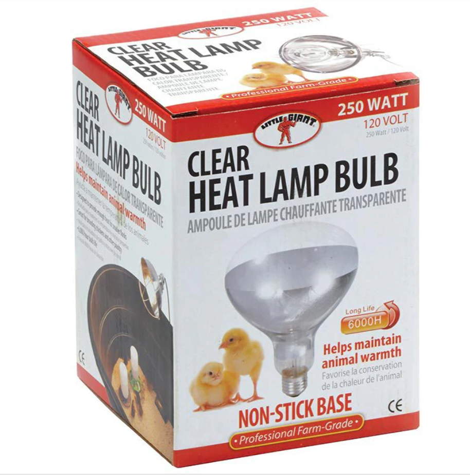 Little Giant clear heat lamp bulb in a box on a white background.