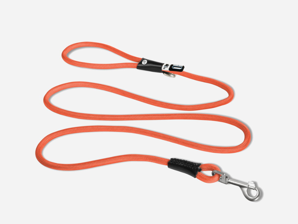 Orange dog leash with black clips on a white background