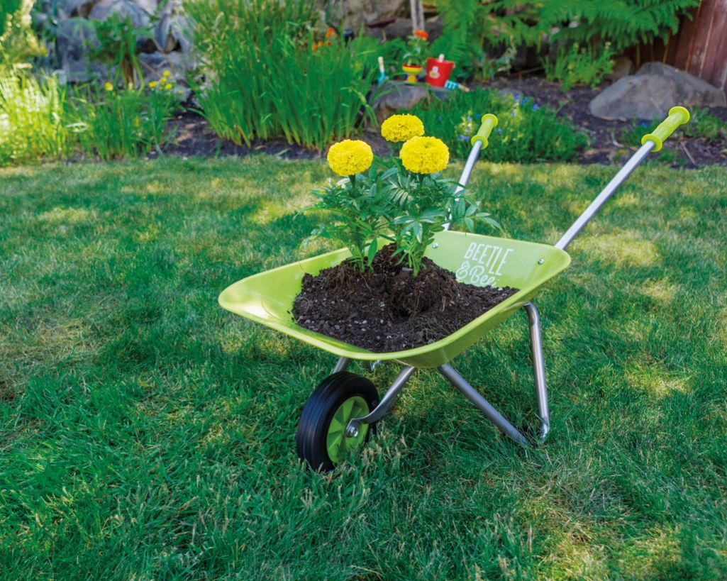 Green wheelbarrow with soil and yellow flowers on a grassy lawn