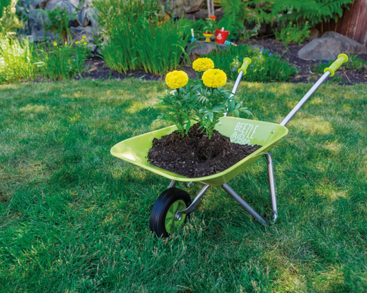 Green wheelbarrow with soil and yellow flowers on a grassy lawn