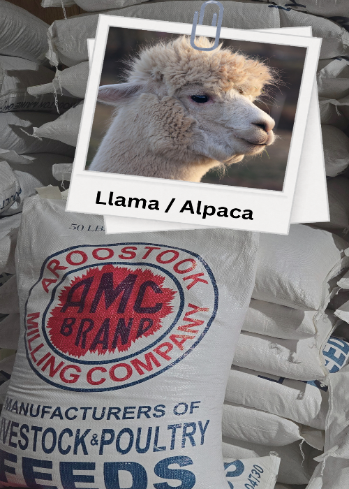 Llama/Alpaca head in a photo frame with AMC Brand feed bags in the background