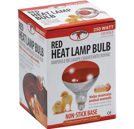 Little Giant red heat lamp bulb in a box on a white background.