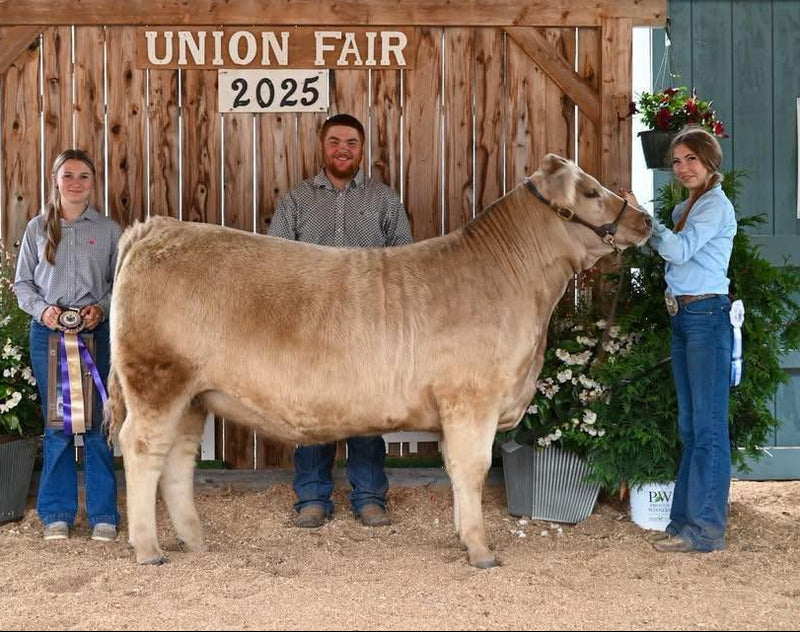 Calf being shown at a Union Fair event in 2025 with three people standing around it.