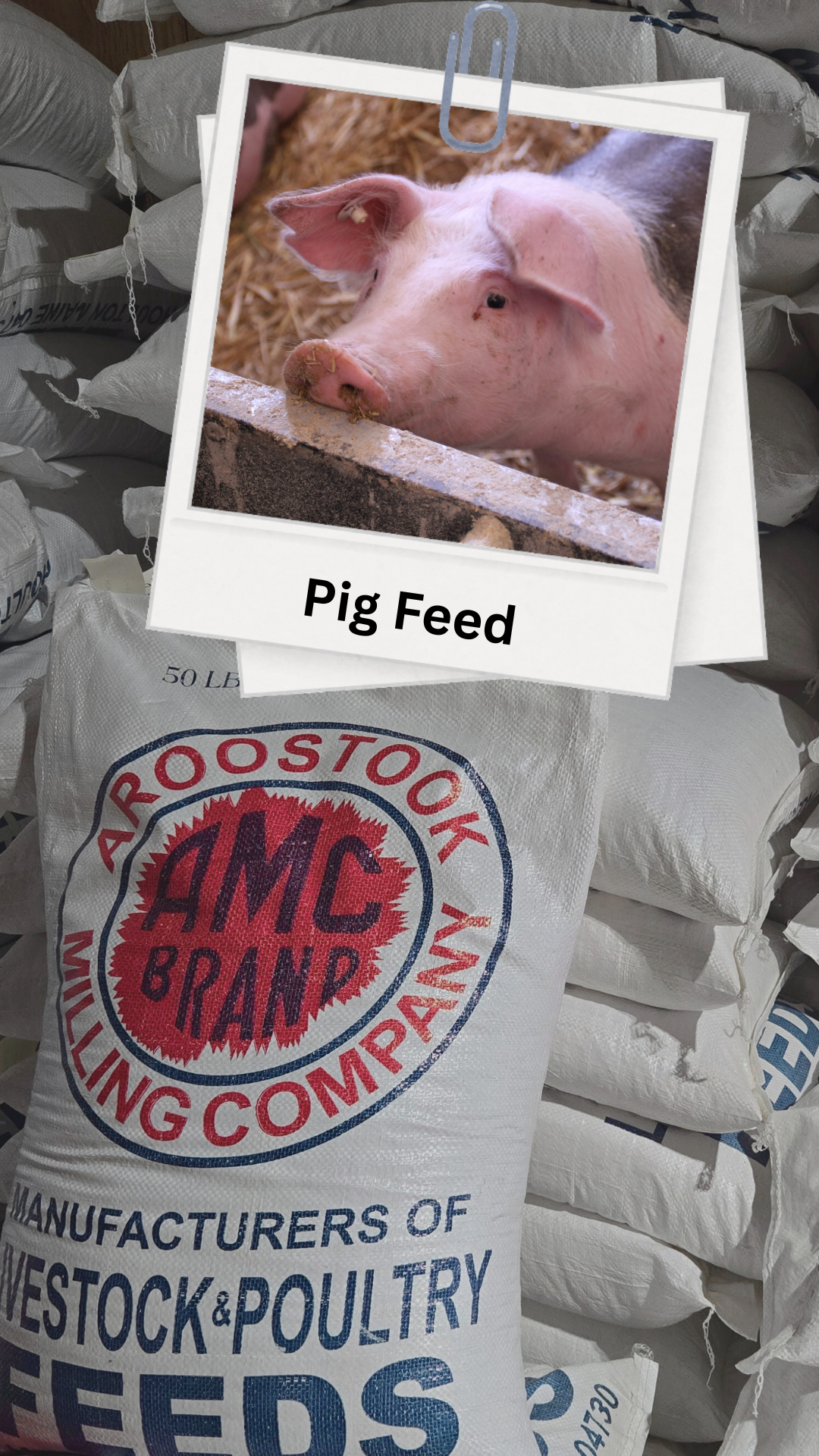 Sack of AMC Brand pig feed with a close-up of a pig's face.